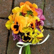 Pansies