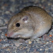 Great Basin Pocket Mouse