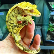 Crested Gecko
