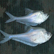 Nurseryfish