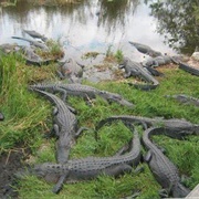 Anhinga Trail, Everglades NP