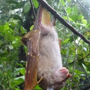 Malaita Tube-Nosed Bat
