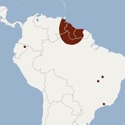 Guianan Bonneted Bat