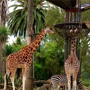 Melbourne Zoo, Victoria, Australia
