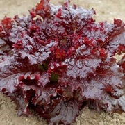 Ruby Red Lettuce