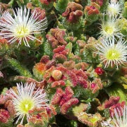 Ice Plant
