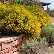 Spanish Broom