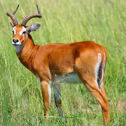 Ugandan Kob