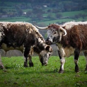 English Longhorn Cattle