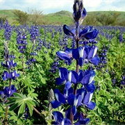 Blue Lupine (Lupinus Pilosus)