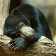 Phnom Tamao Wildlife Rescue Centre, Cambodia