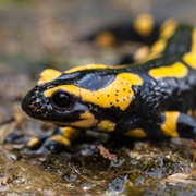 Fire Salamander