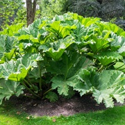 Giant Rhubarb (Gunnera Tinctoria)