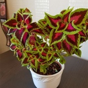 Chocolate Covered Cherry Coleus