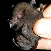 Underwood&#39;s Long-Tongued Bat