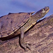 False Map Turtle