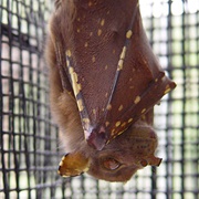 Eastern Tube-Nosed Bat