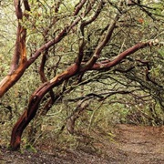 Sobrante Ridge Botanic Regional Preserve