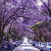 Mcdougall Street, Sydney