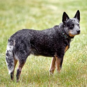 Queensland Heeler