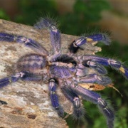 Gooty Sapphire Tarantula