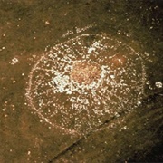 Iniskim Umaapi - Majorville Medicine Wheel, AB