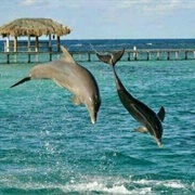 Roatan Institute for Marine Sciences, Honduras