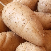 Guinea Arrowroot (Goeppertia Allouia)