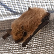 Dinelli's Myotis