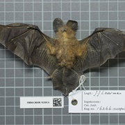 Bates's Slit-Faced Bat