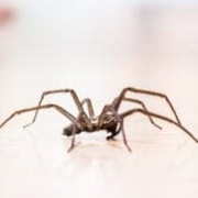 Common House Spider