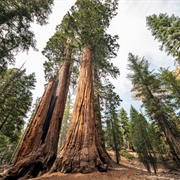 Redwood National Park, California, USA