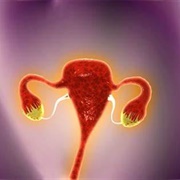 Uterus
