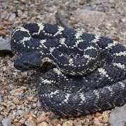 Arizona Black Rattlesnake
