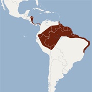 Davies's Big-Eared Bat