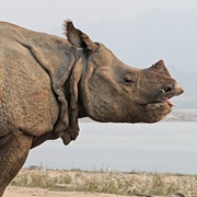 Indian Rhino