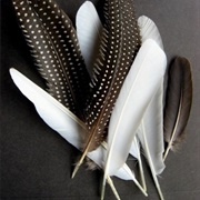 Feathers
