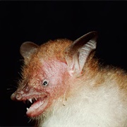 Walston's Tube-Nosed Bat