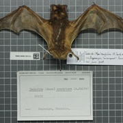 Midas Free-Tailed Bat