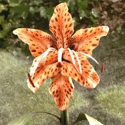 Tiger Lily