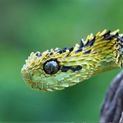 Viper Snake