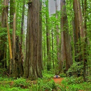 Grove of Titans, California