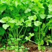 Wild Celery