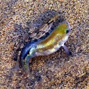 See Pupfish