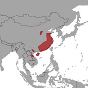 Rickett's Big-Footed Bat