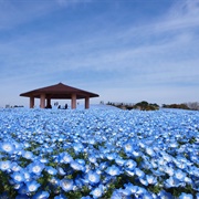 Uminokamichi Seaside Park, Fukuoka