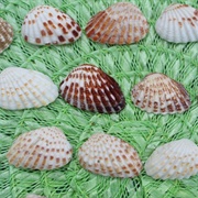 Broad-Ribbed Cardita