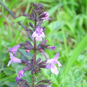 White Micromeria (Micromeria Fruticosa)