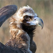 Cinereous Vulture