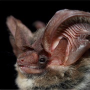 Allen's Big-Eared Bat